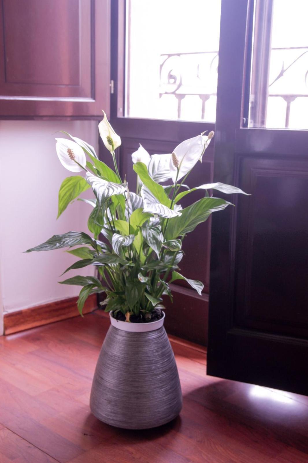 Apartament Hosfty Centro Mirador San Marcos 1 Sewilla Zewnętrze zdjęcie